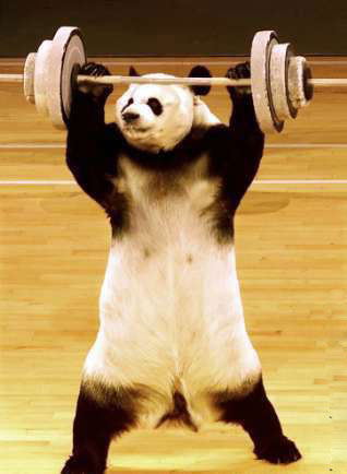 le panda le plus cotaud au monde